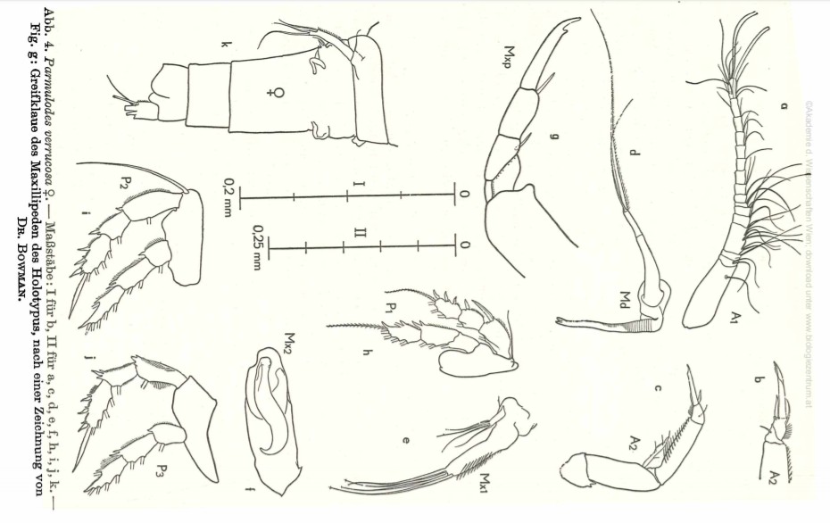 Представитель Семейства Entomolepididae